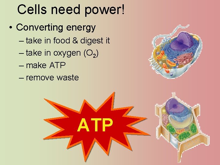 Cells need power! • Converting energy – take in food & digest it –