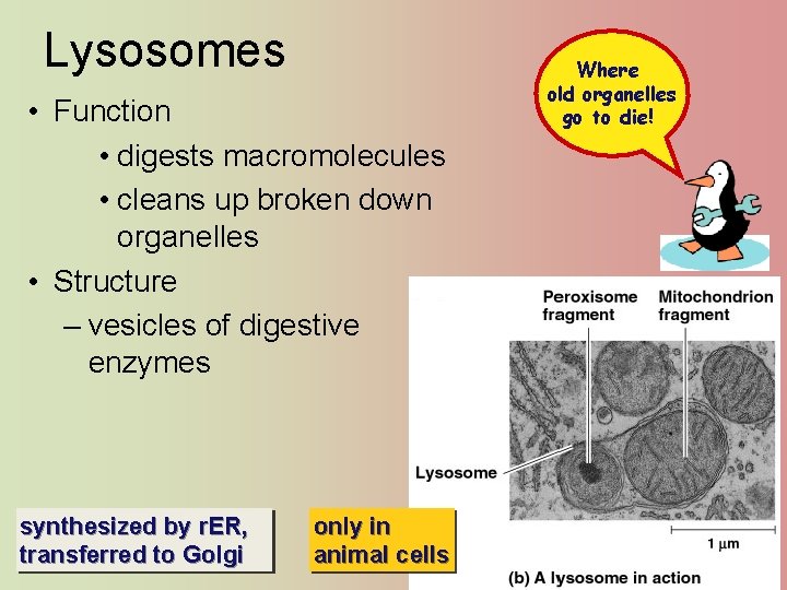 Lysosomes • Function • digests macromolecules • cleans up broken down organelles • Structure