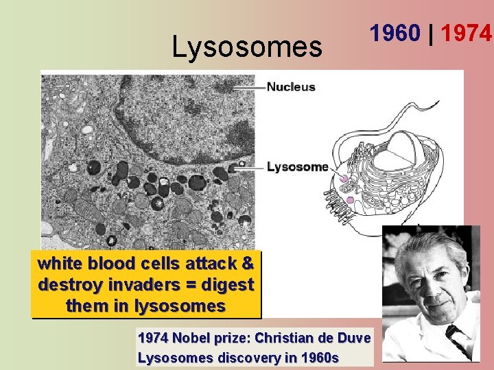 Lysosomes 1960 | 1974 white blood cells attack & destroy invaders = digest them