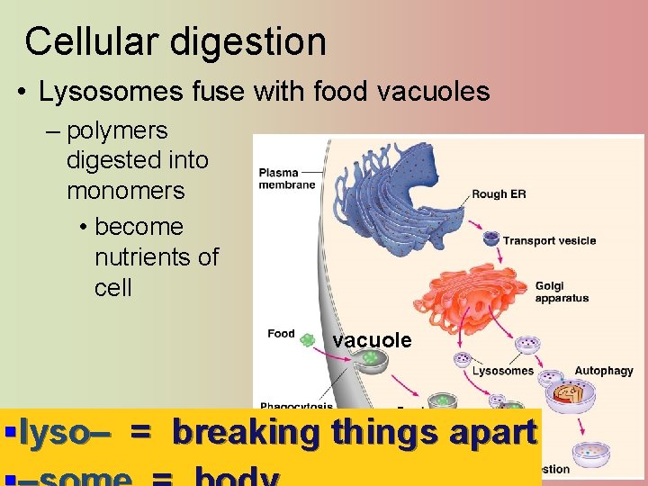 Cellular digestion • Lysosomes fuse with food vacuoles – polymers digested into monomers •