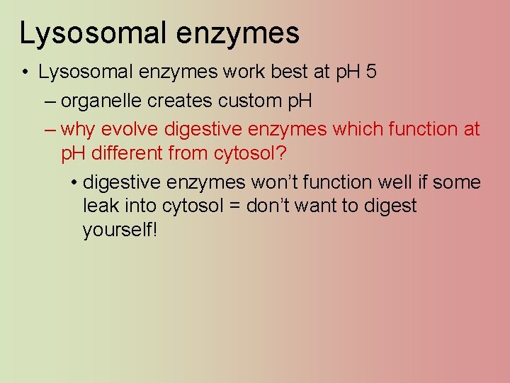 Lysosomal enzymes • Lysosomal enzymes work best at p. H 5 – organelle creates