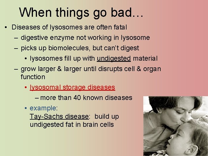 When things go bad… • Diseases of lysosomes are often fatal – digestive enzyme