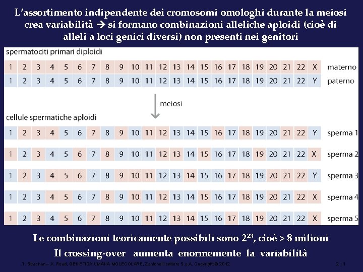 L’assortimento indipendente dei cromosomi omologhi durante la meiosi crea variabilità si formano combinazioni alleliche