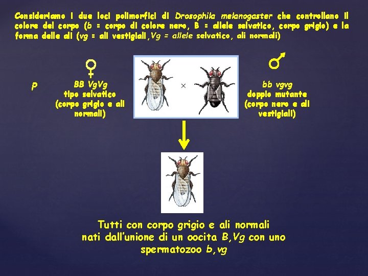 Consideriamo i due loci polimorfici di Drosophila melanogaster che controllano il colore del corpo