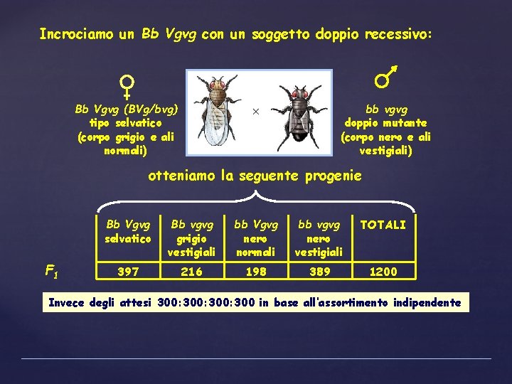 Incrociamo un Bb Vgvg con un soggetto doppio recessivo: Bb Vgvg (BVg/bvg) tipo selvatico