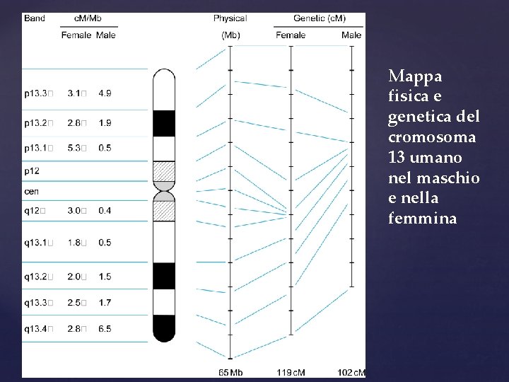 Mappa fisica e genetica del cromosoma 13 umano nel maschio e nella femmina 