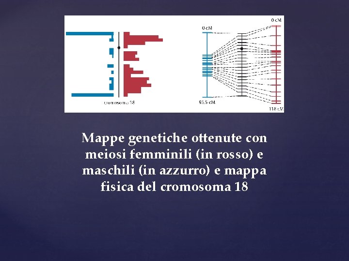 Mappe genetiche ottenute con meiosi femminili (in rosso) e maschili (in azzurro) e mappa