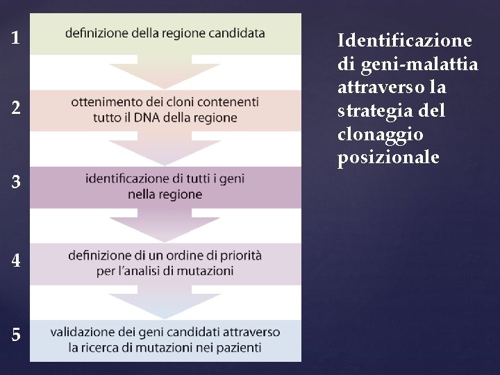 1 2 3 4 5 Identificazione di geni-malattia attraverso la strategia del clonaggio posizionale