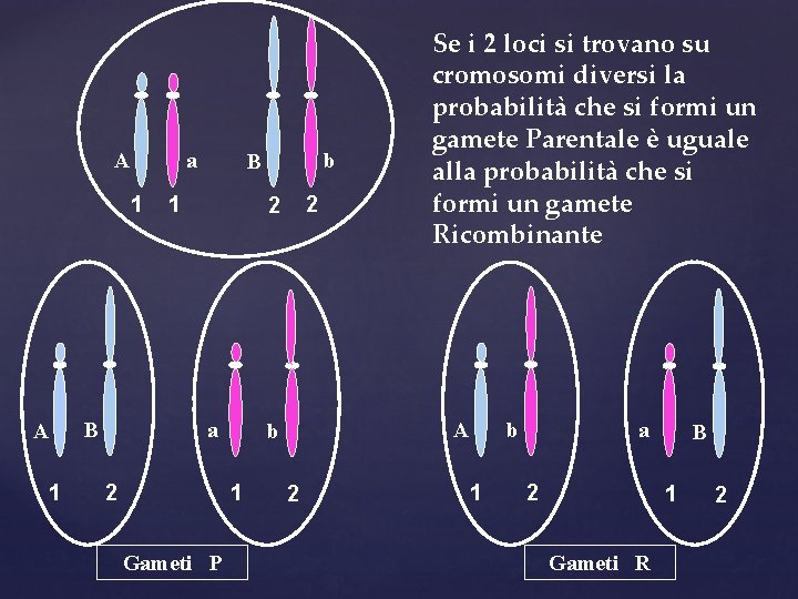 a A 1 B A 1 b B 1 2 2 a 2 Gameti