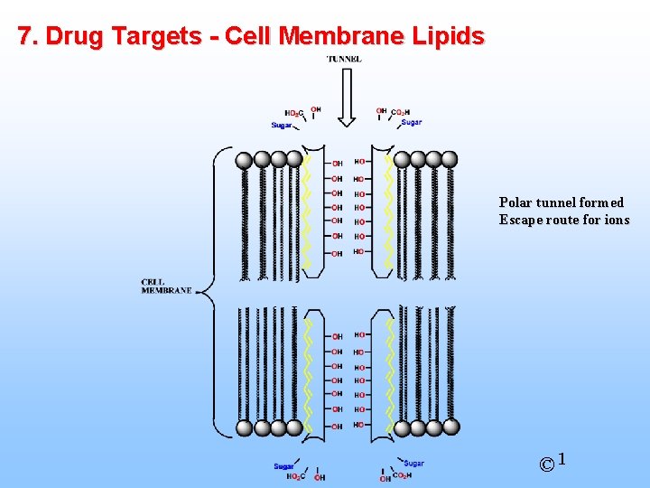 7. Drug Targets - Cell Membrane Lipids Polar tunnel formed Escape route for ions
