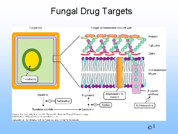 Fungal Drug Targets © 1 
