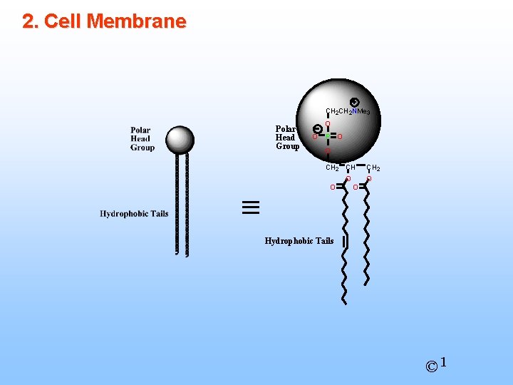 2. Cell Membrane CH 2 NMe 3 Polar Head Group O O P O