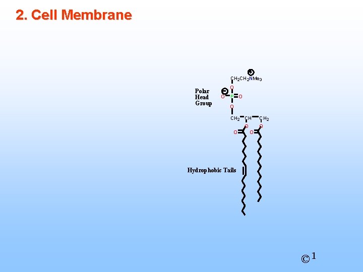 2. Cell Membrane CH 2 NMe 3 Polar Head Group O O P O