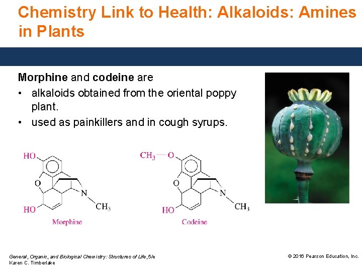 Chemistry Link to Health: Alkaloids: Amines in Plants Morphine and codeine are • alkaloids