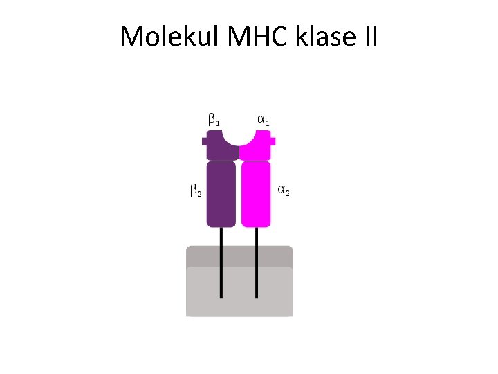 Molekul MHC klase II 