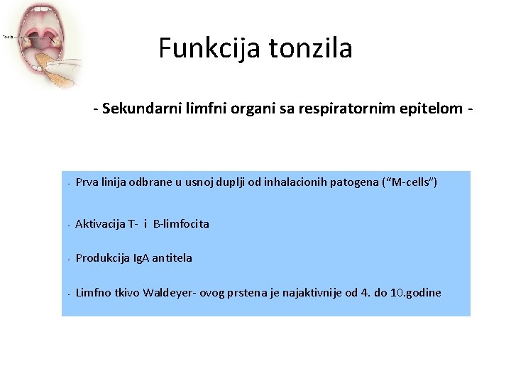 Funkcija tonzila - Sekundarni limfni organi sa respiratornim epitelom - Prva linija odbrane u