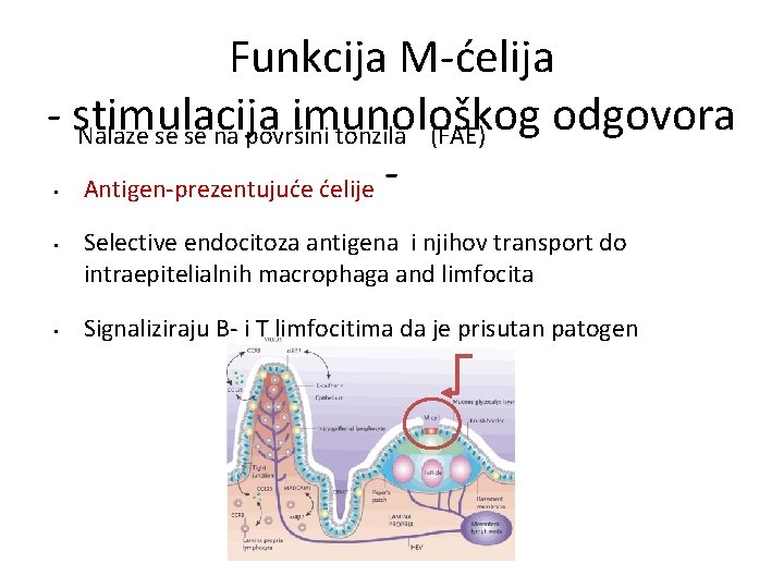 Funkcija M-ćelija - stimulacija imunološkog odgovora Nalaze se se na površini tonzila (FAE) Antigen-prezentujuće