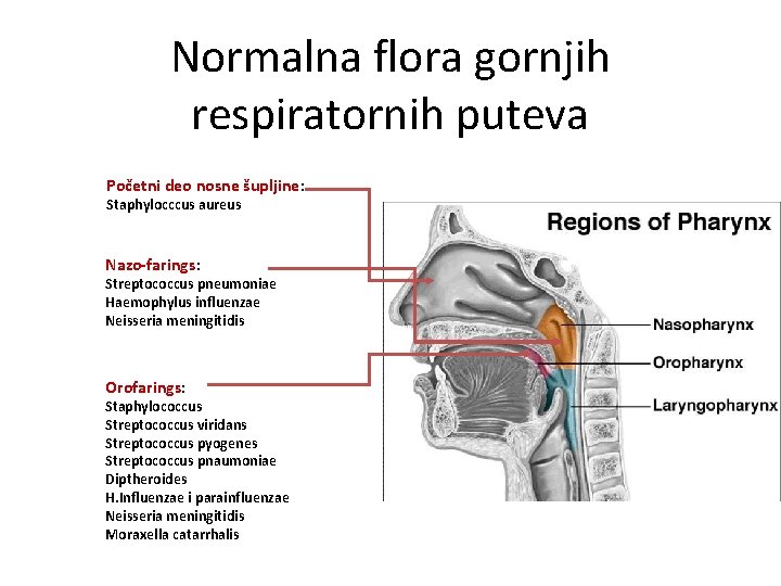 Normalna flora gornjih respiratornih puteva Početni deo nosne šupljine: Staphylocccus aureus Nazo-farings: Streptococcus pneumoniae