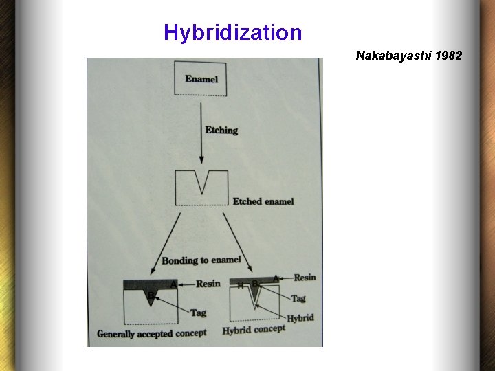 Hybridization Nakabayashi 1982 