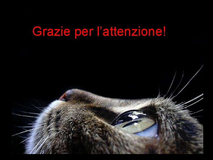 Grazie per l’attenzione! 