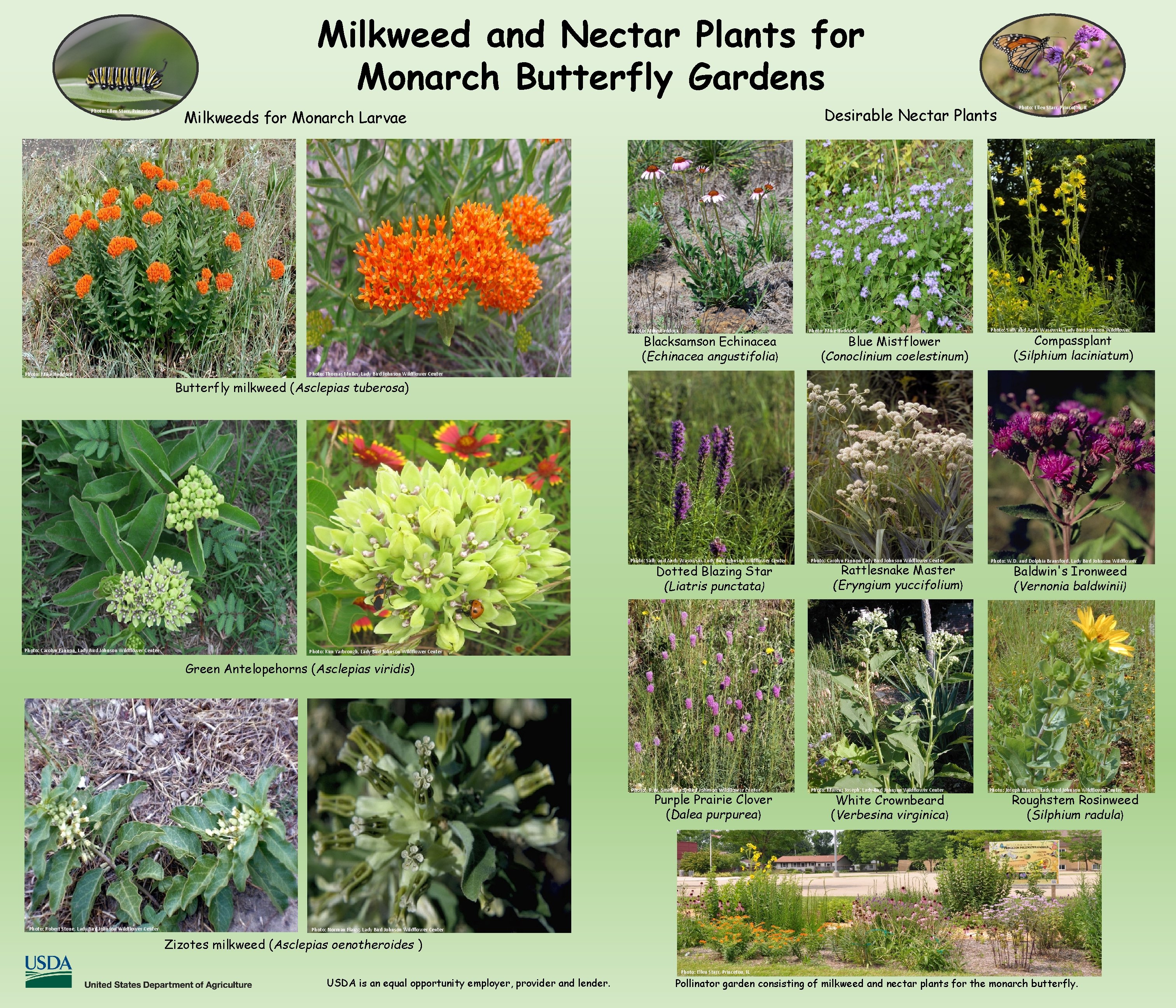 Milkweed and Nectar Plants for Monarch Butterfly Gardens Photo: Ellen Starr, Princeton, IL Desirable