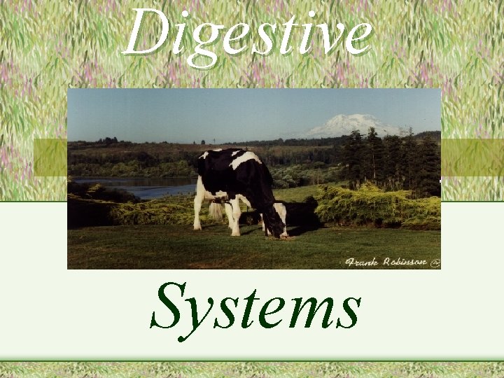 Digestive Systems 