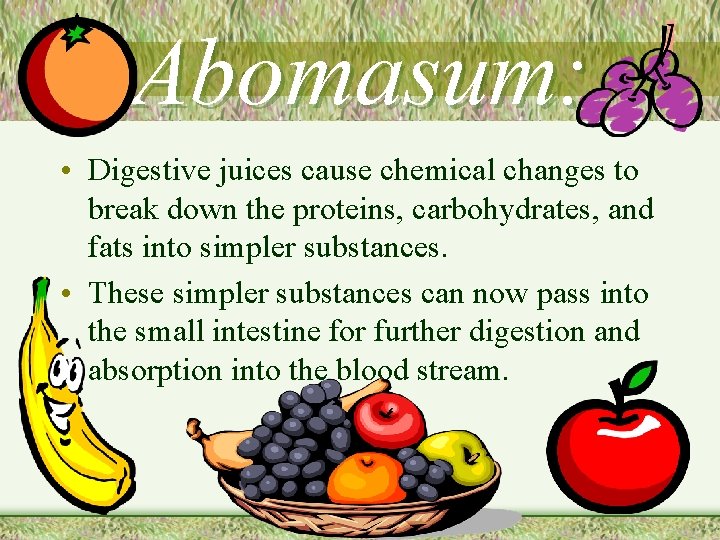Abomasum: • Digestive juices cause chemical changes to break down the proteins, carbohydrates, and