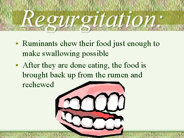 Regurgitation: • Ruminants chew their food just enough to make swallowing possible • After