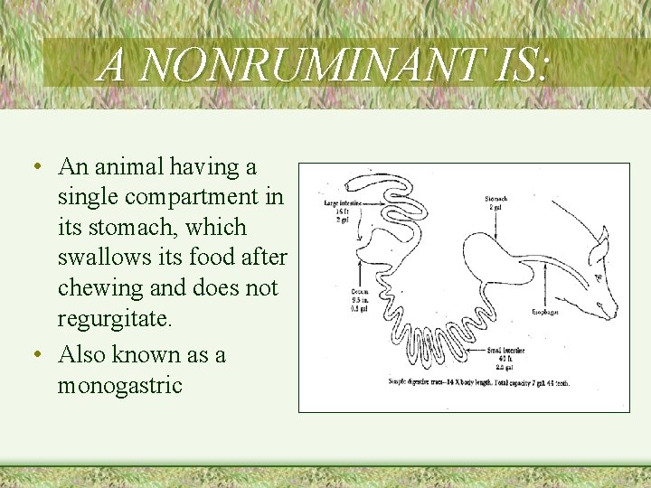 A NONRUMINANT IS: • An animal having a single compartment in its stomach, which