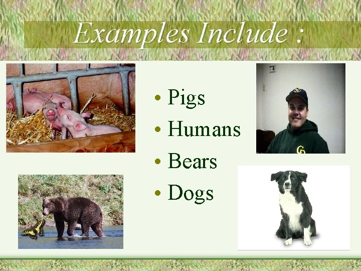 Examples Include : • Pigs • Humans • Bears • Dogs 