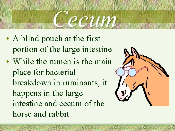 Cecum • A blind pouch at the first portion of the large intestine •
