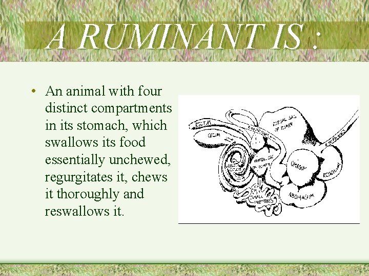 A RUMINANT IS : • An animal with four distinct compartments in its stomach,