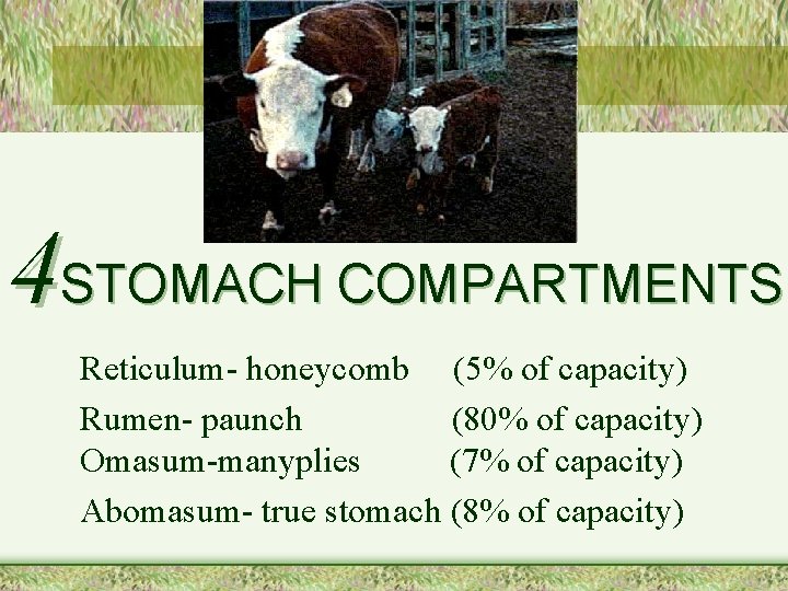 4 STOMACH COMPARTMENTS Reticulum- honeycomb (5% of capacity) Rumen- paunch (80% of capacity) Omasum-manyplies