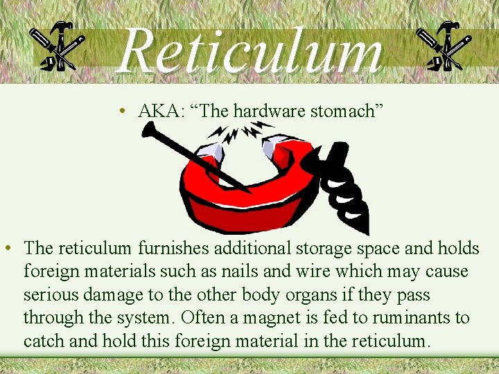 Reticulum • AKA: “The hardware stomach” • The reticulum furnishes additional storage space and