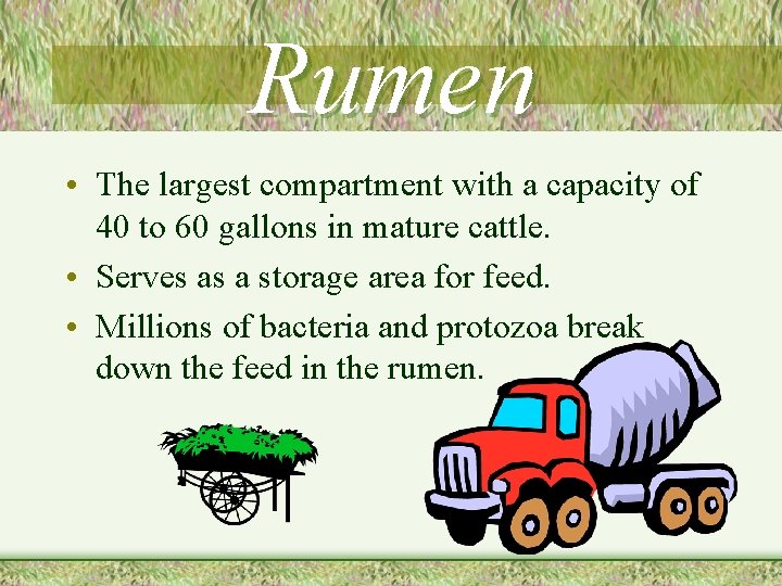 Rumen • The largest compartment with a capacity of 40 to 60 gallons in