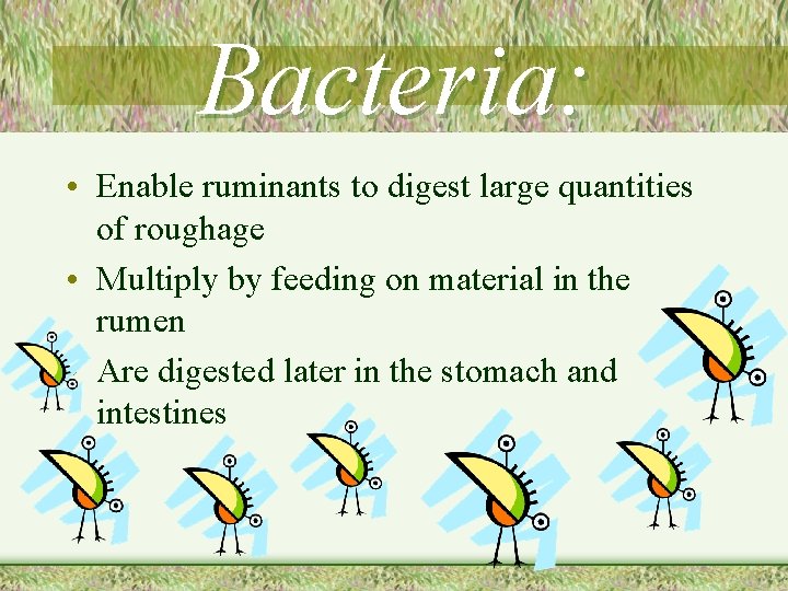 Bacteria: • Enable ruminants to digest large quantities of roughage • Multiply by feeding