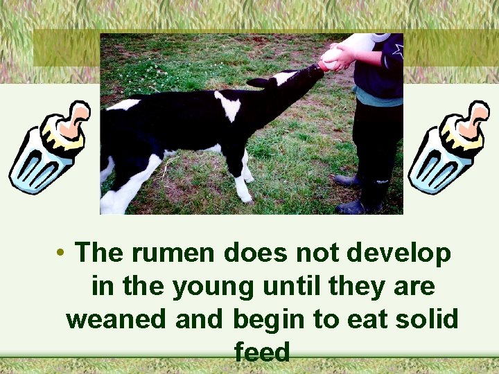 • The rumen does not develop in the young until they are weaned