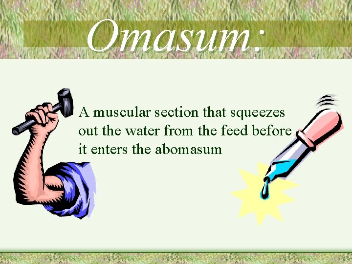 Omasum: • A muscular section that squeezes out the water from the feed before