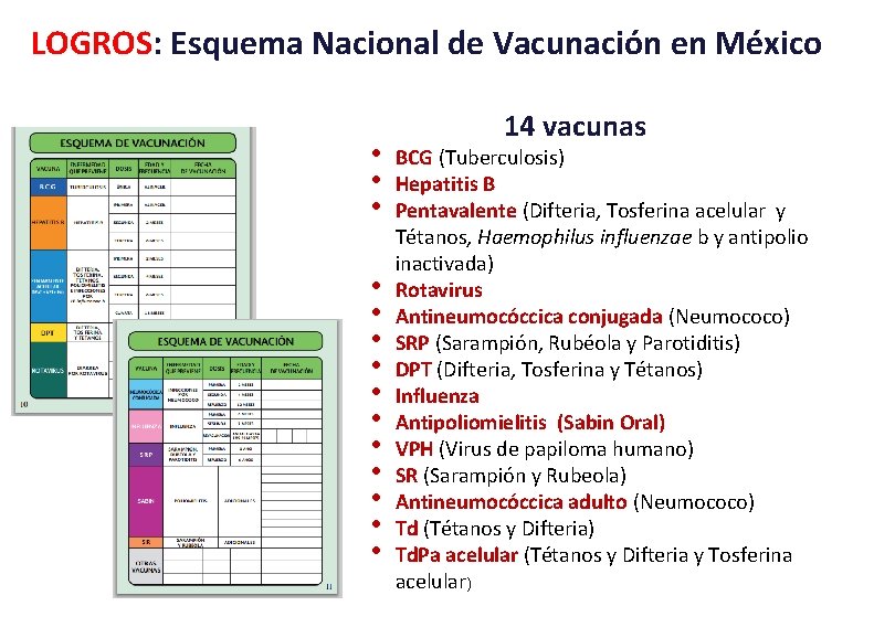 LOGROS: Esquema Nacional de Vacunación en México • • • • 14 vacunas BCG