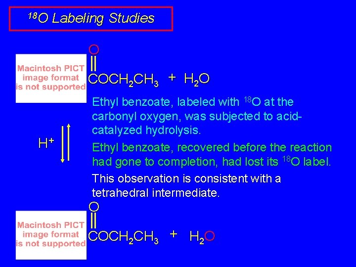 18 O Labeling Studies O COCH 2 CH 3 + H 2 O H+