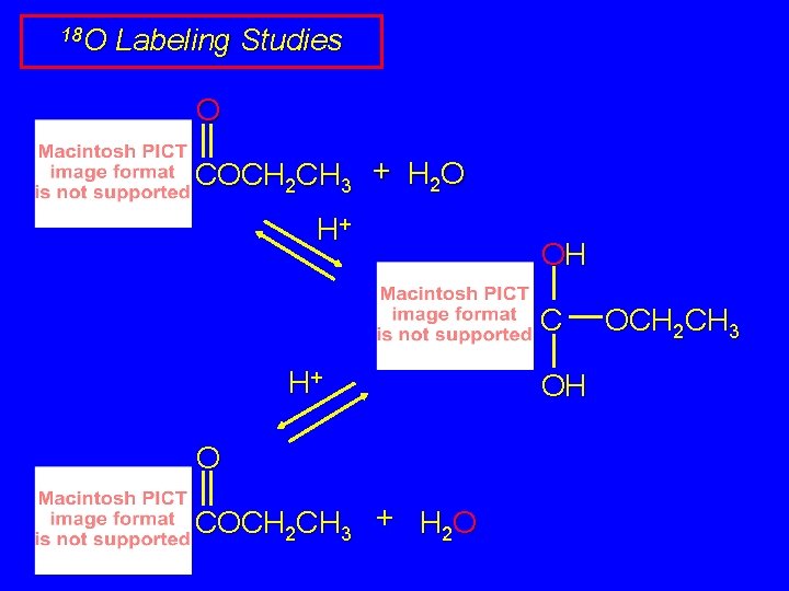 18 O Labeling Studies O COCH 2 CH 3 + H 2 O H+