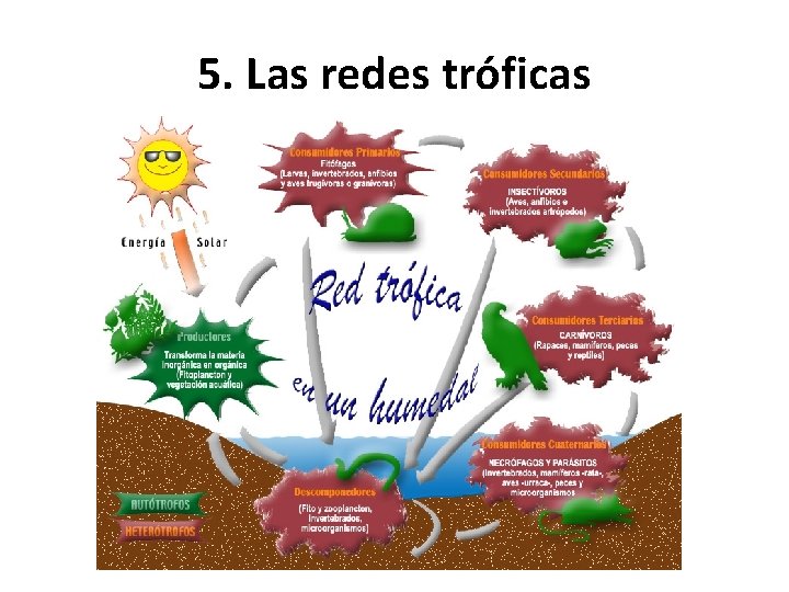 5. Las redes tróficas 