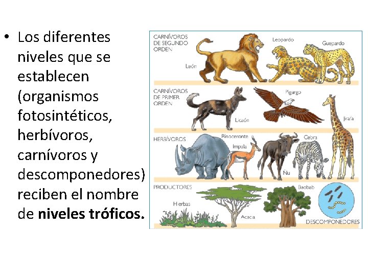  • Los diferentes niveles que se establecen (organismos fotosintéticos, herbívoros, carnívoros y descomponedores)