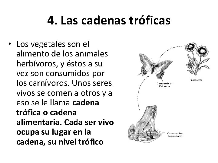 4. Las cadenas tróficas • Los vegetales son el alimento de los animales herbívoros,