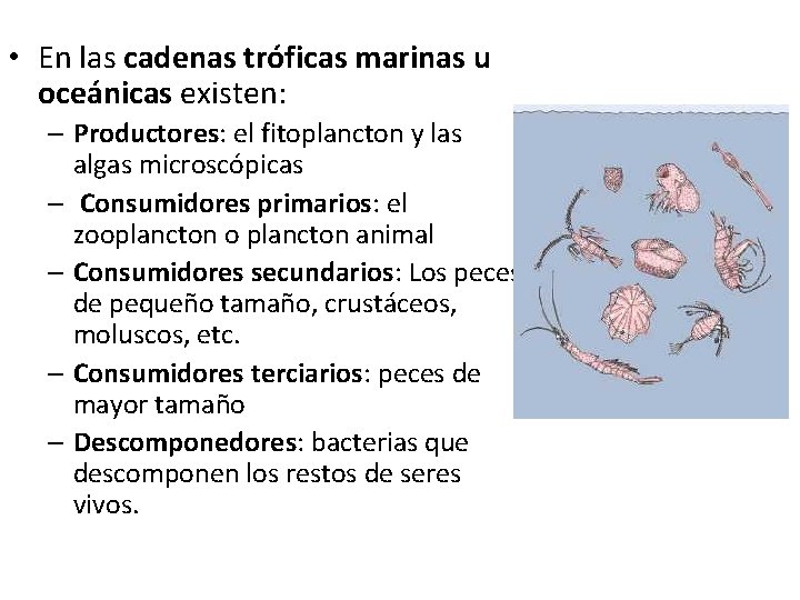  • En las cadenas tróficas marinas u oceánicas existen: – Productores: el fitoplancton