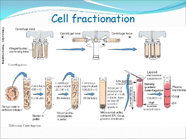 Cell fractionation 