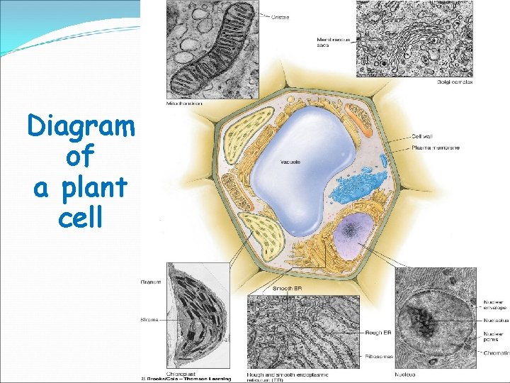 Diagram of a plant cell 
