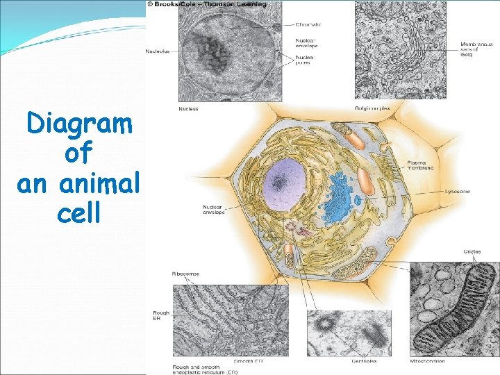 Diagram of an animal cell 