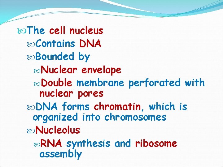  The cell nucleus Contains DNA Bounded by Nuclear envelope Double membrane perforated with