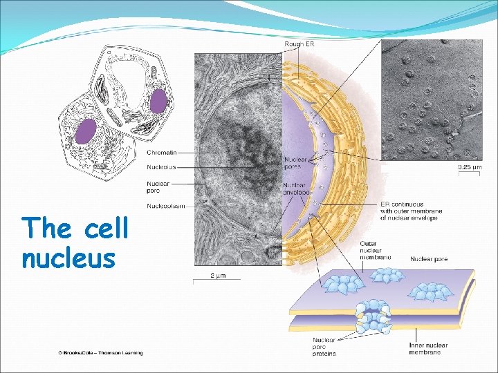 The cell nucleus 